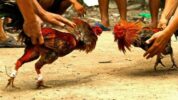 Terduga Delapan Pelaku Judi Sabung Ayam di Makassar Berhasil Diamankan Polisi