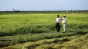 prabowo kunjungi lumbung pangan nasional di merauke 1 169