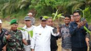 PJ Gubernur Sulbar, Bahtiar Baharuddin Saat Menghadiri Acara Penanaman Pisang Cavendish