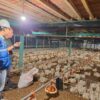 Kehadiran Energi Listrik yang Andal dan Terjangkau Berdampak Positif Bagi Daya Beli Masyarakat dan Pertumbuhan Ekonomi, Salah Satunya Terhadap Usaha Pembibitan Ayam di Muara Enim, Sumatera Selatan.